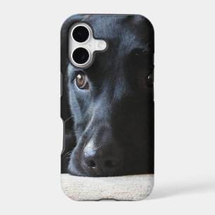 Black Labrador