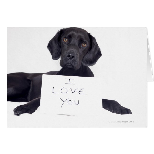 Black Labrador 13 Months (Front Horizontal)