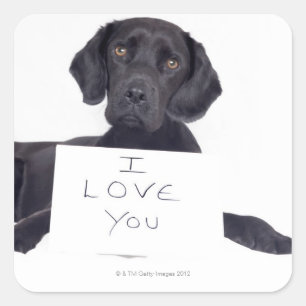 Black Labrador 13 Months Square Sticker