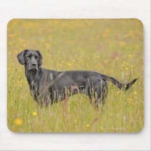 Black labrador 16 Months 2 Mouse Pad