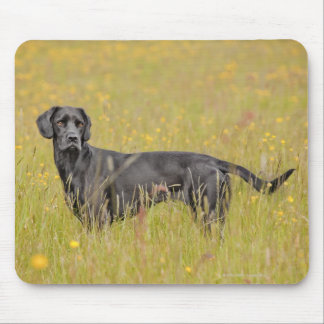 Black labrador 16 Months 2 Mouse Pad