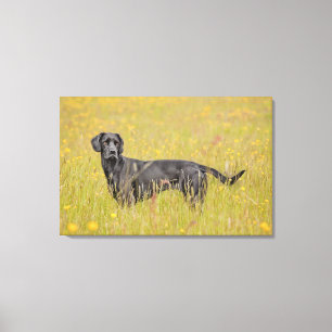 Black labrador 16 Months Canvas Print