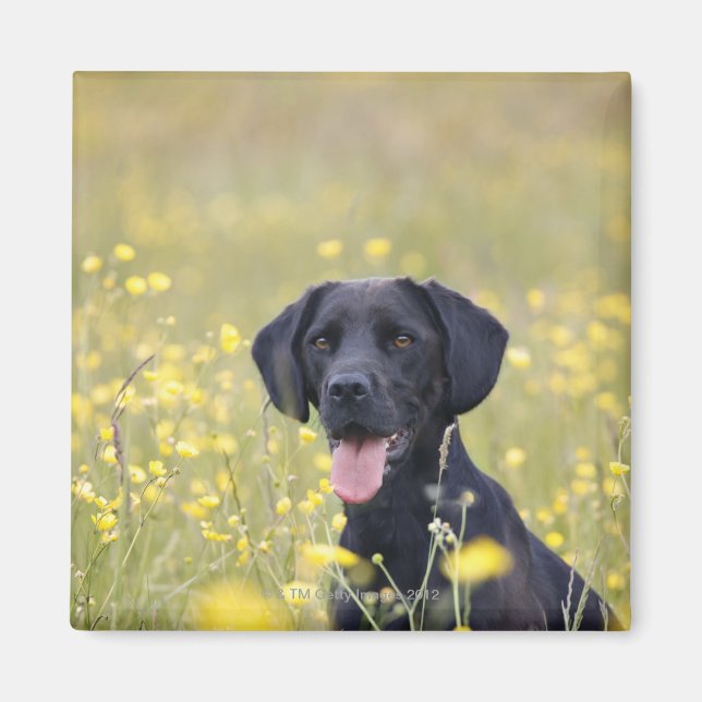 Black labrador 16 Months Magnet (Front)