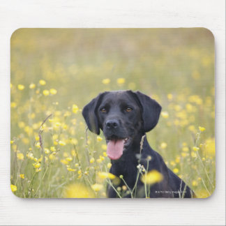 Black labrador 16 Months Mouse Pad