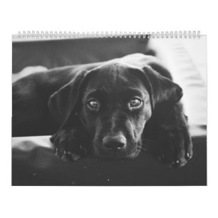Black Labrador 2018 Calendar