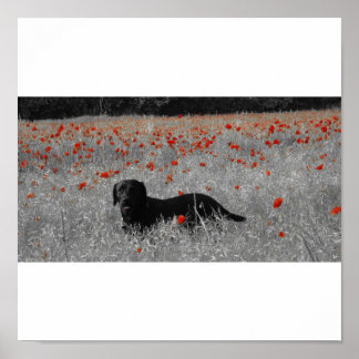 Black Labrador among the poppies print