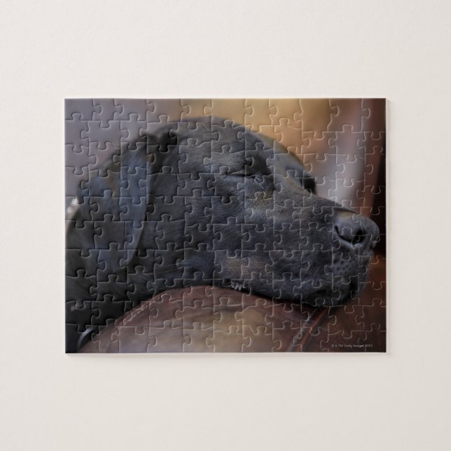 Black labrador asleep on sofa, close-up jigsaw puzzle (Horizontal)