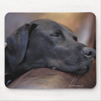 Black labrador asleep on sofa, close-up mouse pad