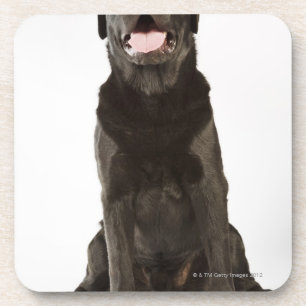 Black Labrador (Canis familiaris), panting, Coaster