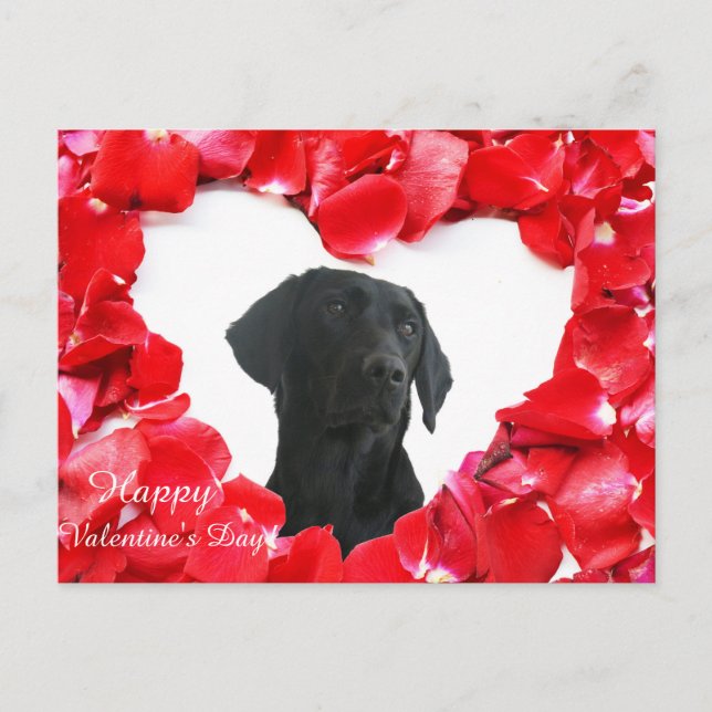 Black Labrador Chien Rose Coeur Photo carte postal (Devant)