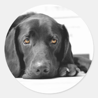 Black Labrador Classic Round Sticker
