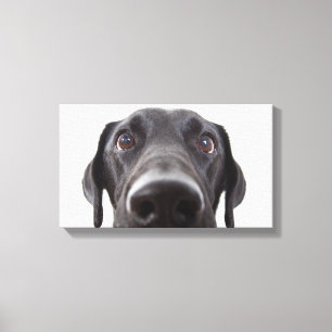 Black Labrador Closeup Portrait Canvas Print