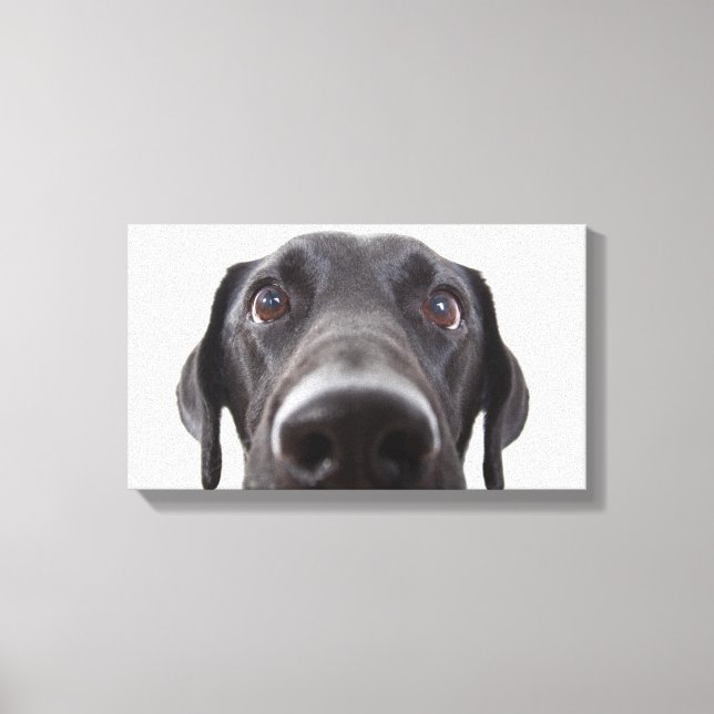 Black Labrador Closeup Portrait Canvas Print (Front)