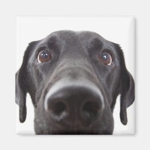 Black Labrador Closeup Portrait Magnet