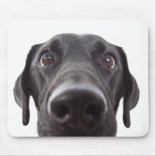 Black Labrador Closeup Portrait Mouse Pad