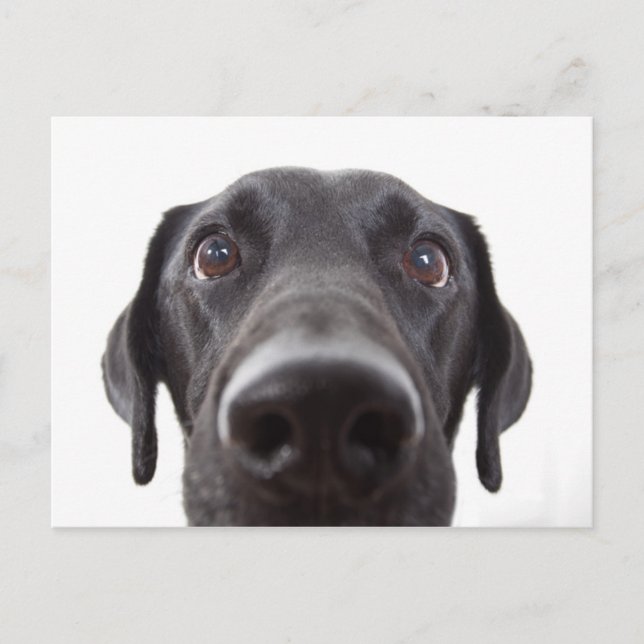 Black Labrador Closeup Portrait Postcard (Front)