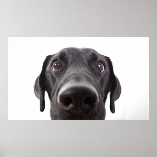 Black Labrador Closeup Portrait Poster (Front)