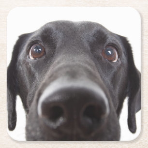 Black Labrador Closeup Portrait Square Paper Coaster