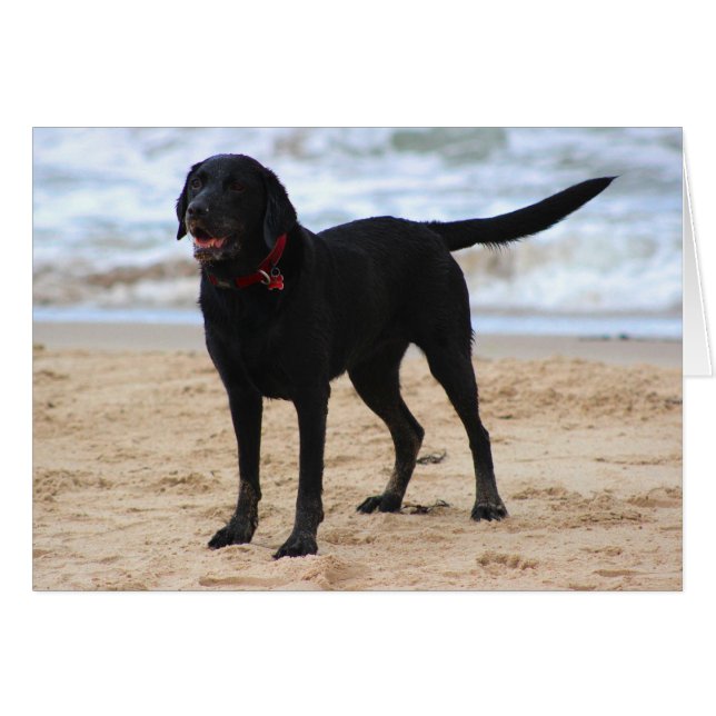 Black Labrador Dog (Front Horizontal)