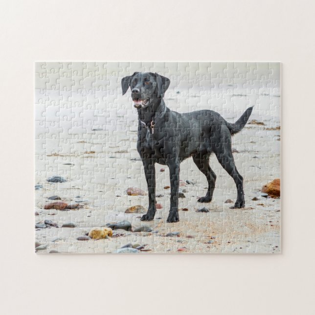 Black Labrador dog on the beach Jigsaw Puzzle (Horizontal)