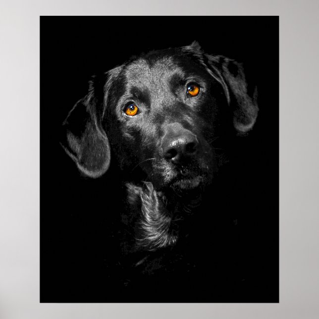 Black Labrador Dog Poster Canvas Imprimer Inspirat (Devant)