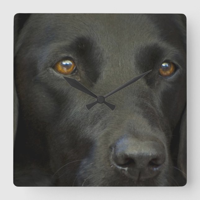Black Labrador Dog Square Wall Clock (Front)