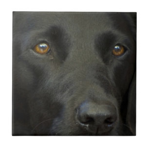 Black Labrador Dog Tile