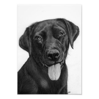 Black Labrador Extra Small Photo Enlargement