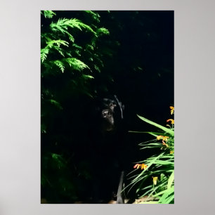 Black Labrador hiding place. Poster