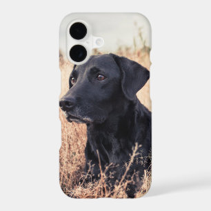 Black Labrador In Dry Grass