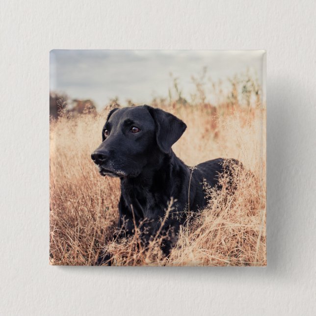 Black Labrador In Dry Grass 2 Inch Square Button (Front)