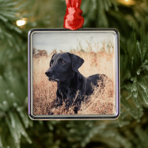 Black Labrador In Dry Grass Metal Ornament