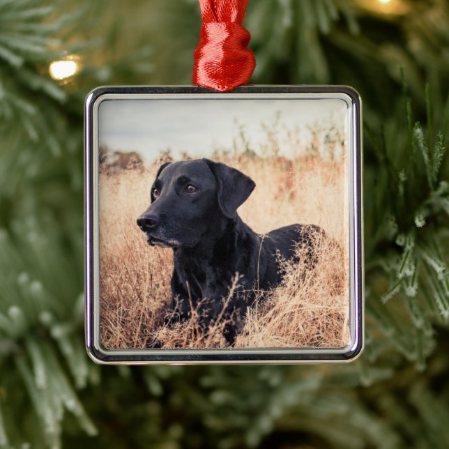 Black Labrador In Dry Grass Metal Ornament (Tree)