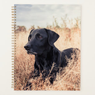 Black Labrador In Dry Grass Planner