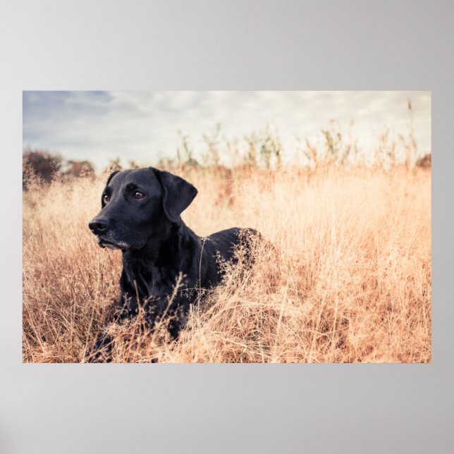 Black Labrador In Dry Grass Poster (Front)