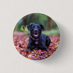 Black Labrador In Fall Leaves 1 Inch Round Button