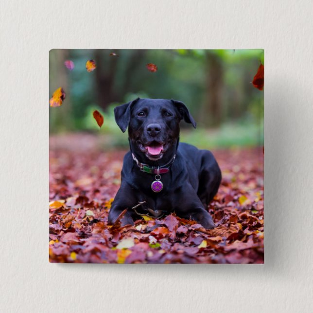 Black Labrador In Fall Leaves 2 Inch Square Button (Front)