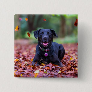 Black Labrador In Fall Leaves 2 Inch Square Button