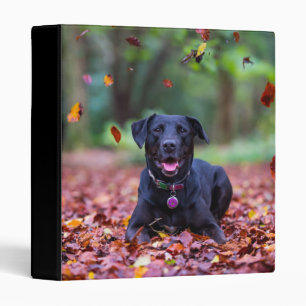 Black Labrador In Fall Leaves Binder