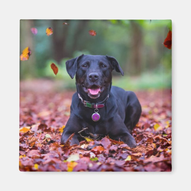 Black Labrador In Fall Leaves Magnet (Front)