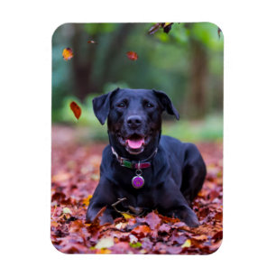 Black Labrador In Fall Leaves Magnet
