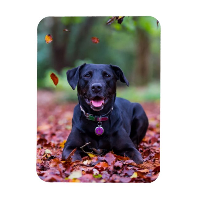 Black Labrador In Fall Leaves Magnet (Vertical)