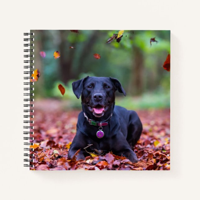 Black Labrador In Fall Leaves Notebook (Front)