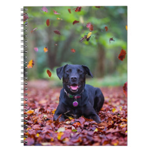 Black Labrador In Fall Leaves Notebook