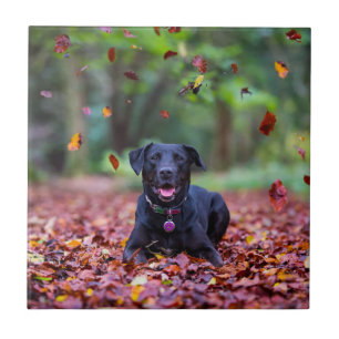 Black Labrador In Fall Leaves Tile
