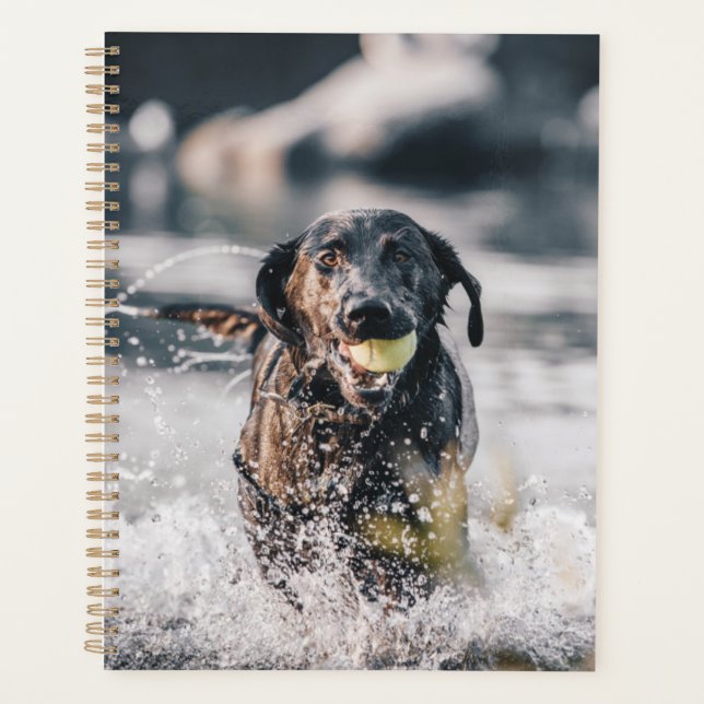 Black Labrador Joue La Récupération Dans L'Eau (Devant)