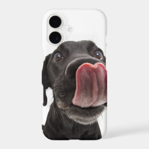 Black Labrador Licking Its Nose