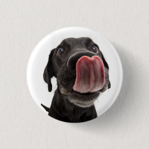 Black Labrador Licking Its Nose 1 Inch Round Button
