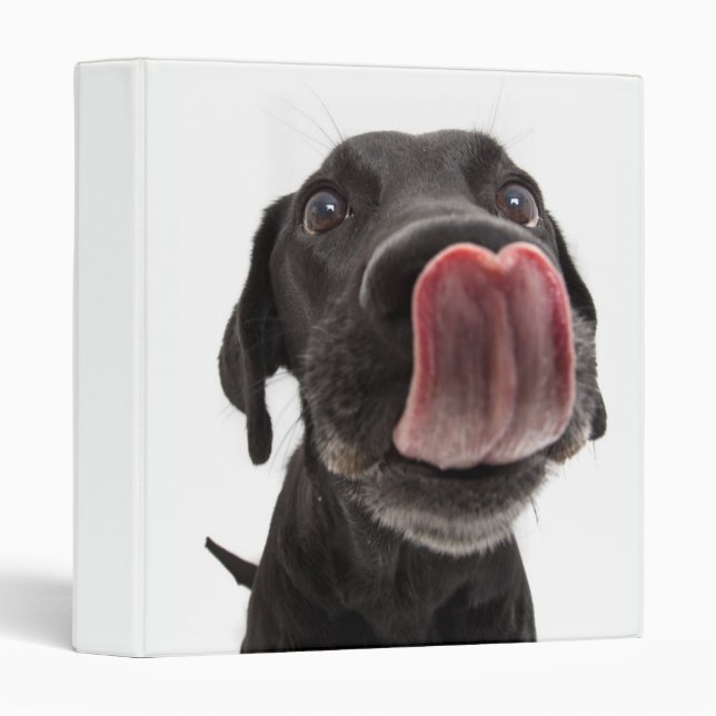 Black Labrador Licking Its Nose Binder (Front/Spine)