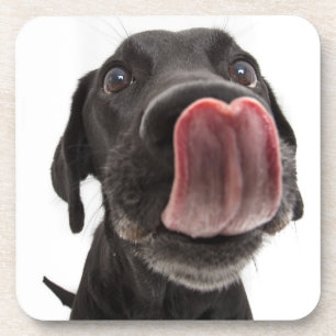 Black Labrador Licking Its Nose Coaster